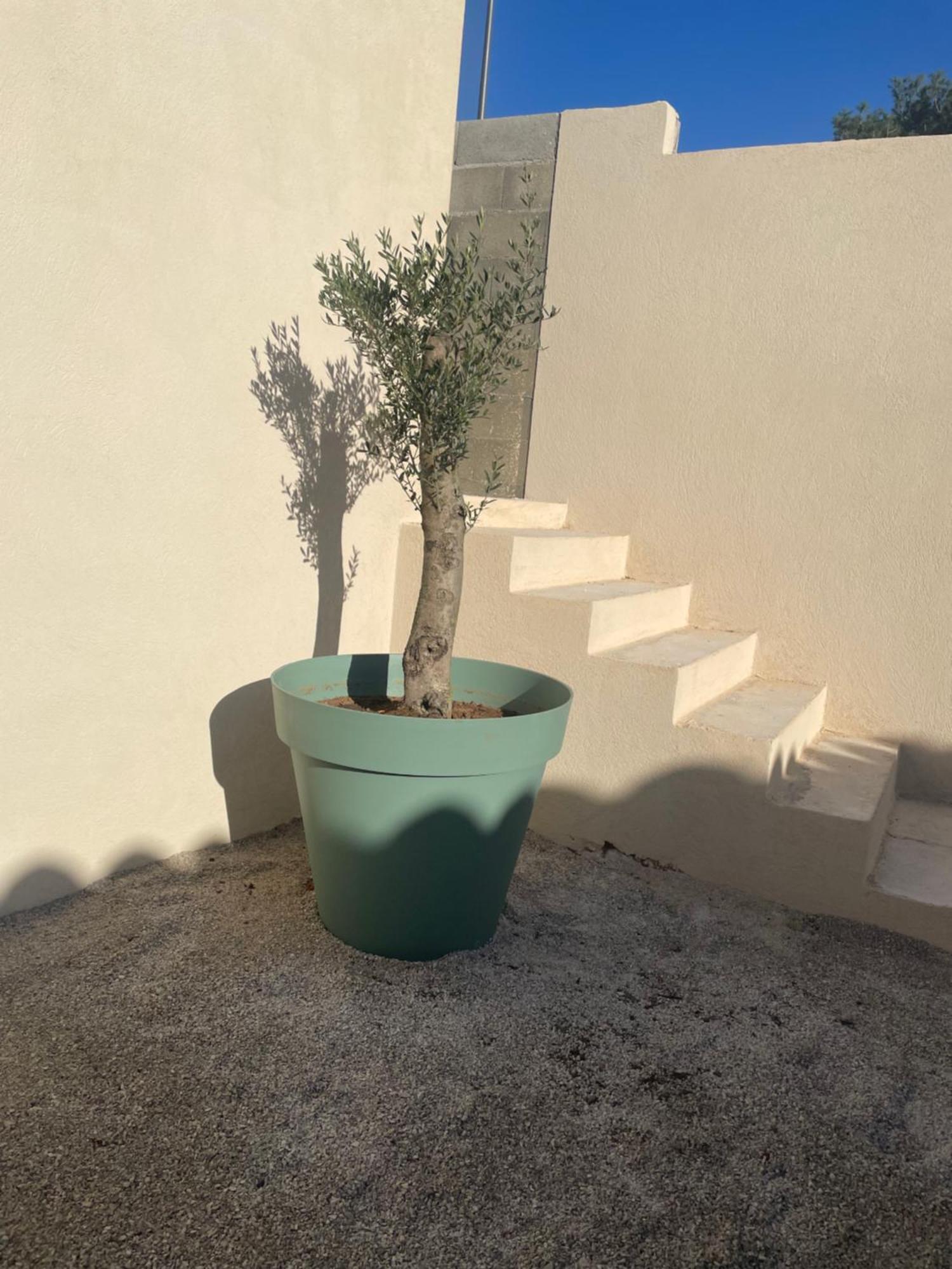 Maison_Du_Sud_13140 ميراماس المظهر الخارجي الصورة